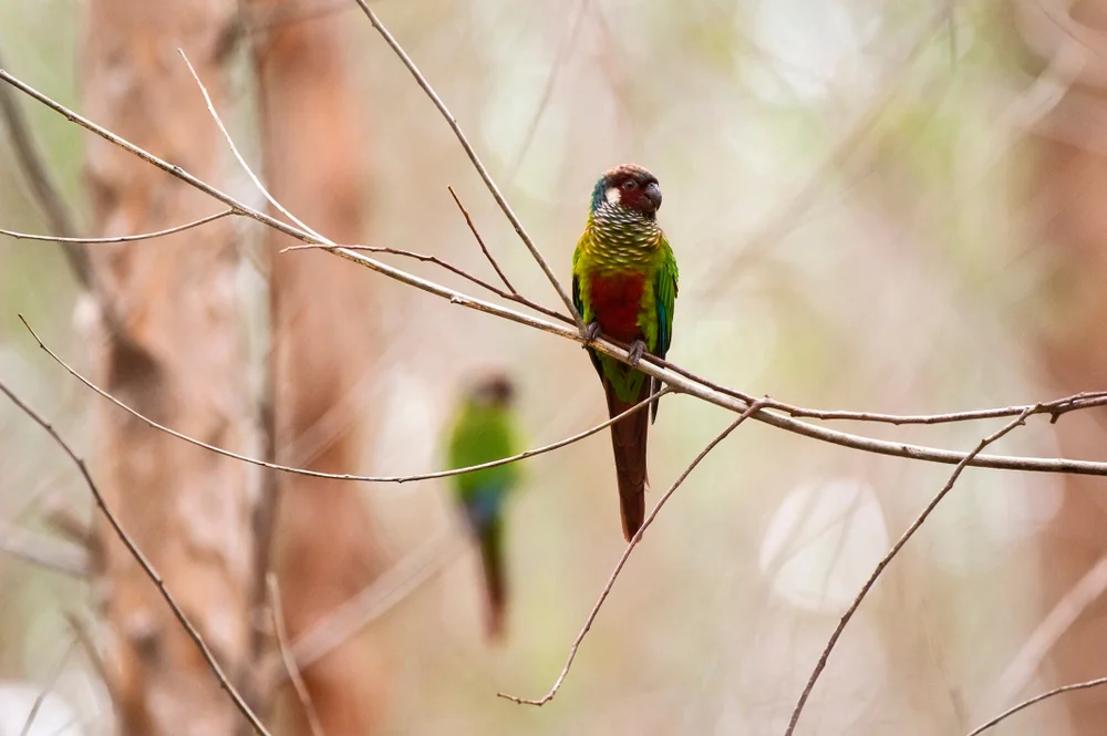 Weißohr-Sittich (pyrrhura leucotis)