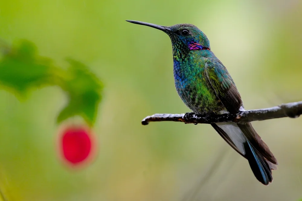 Weißohrkolibri (Colibri serrirostris)