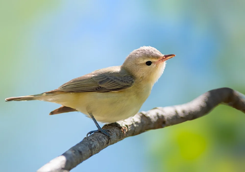 Weissohrpiest (Vireo nanus)