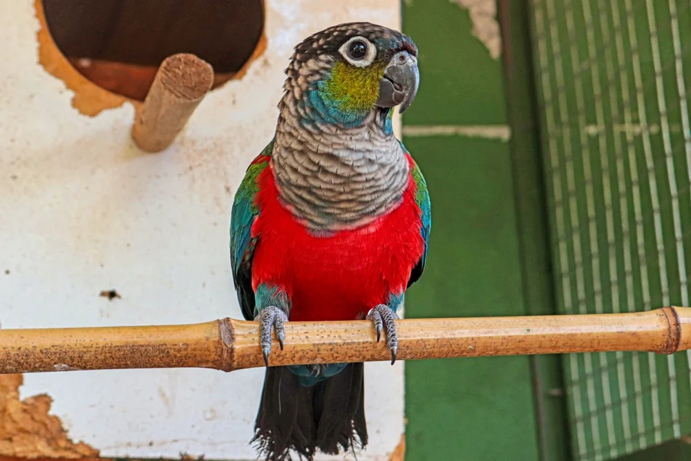 Weißohrsittich (pyrrhura lepida)