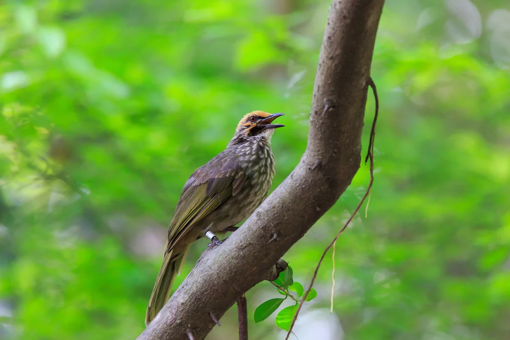 Weißpunktierter Baumsteiger (Thripadectes holostictus)