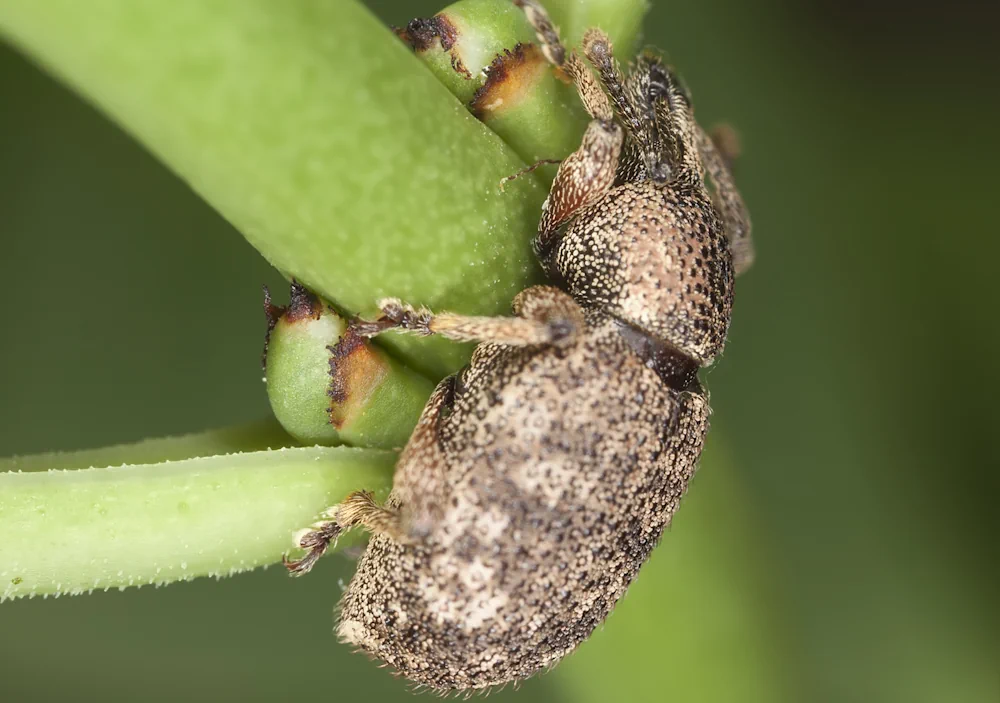 Weißpunktiger Schwertlilienrüssler