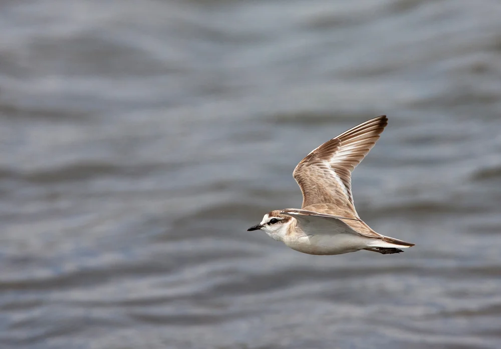 Weißrand-Regenpfeifer (Charadrius marginatus)