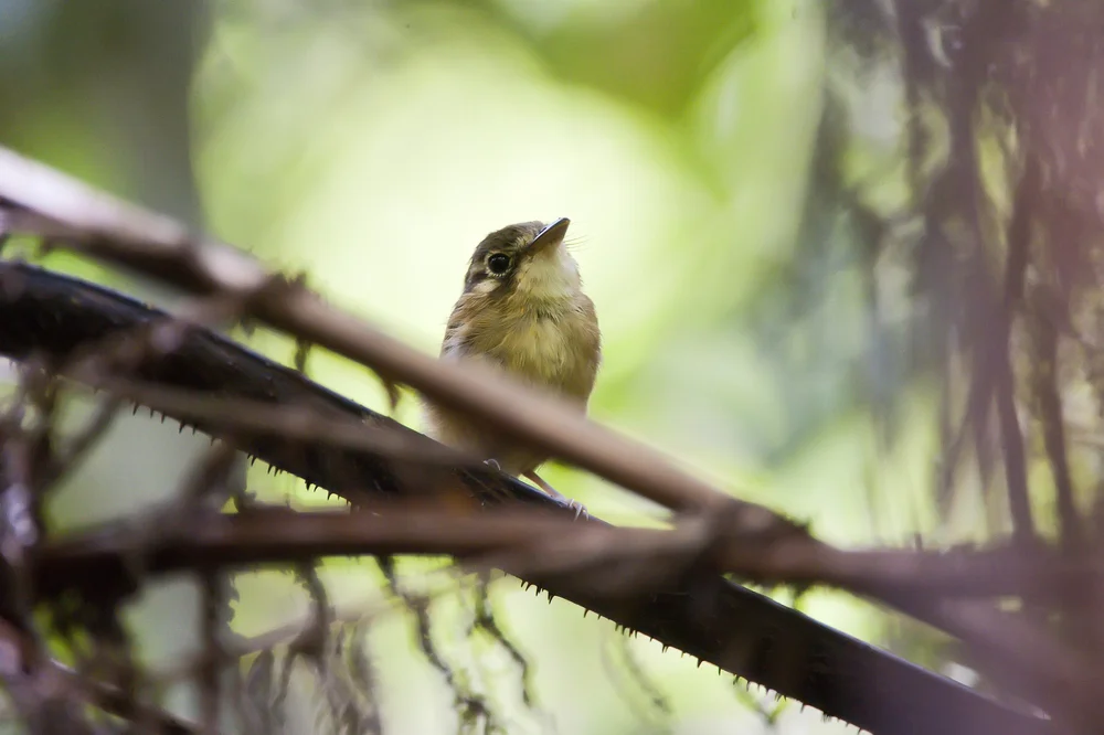 Weißrücken-Breitschnabeltyrann (Platyrinchus leucoryphus)