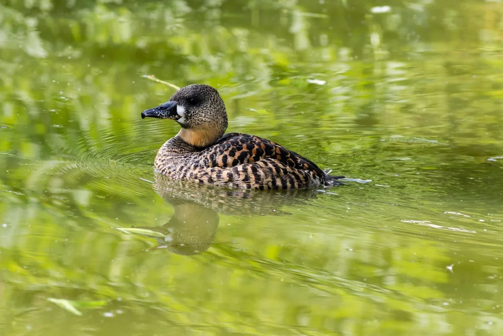 Weißrücken-Kormoran (Thalassoica antarctica)