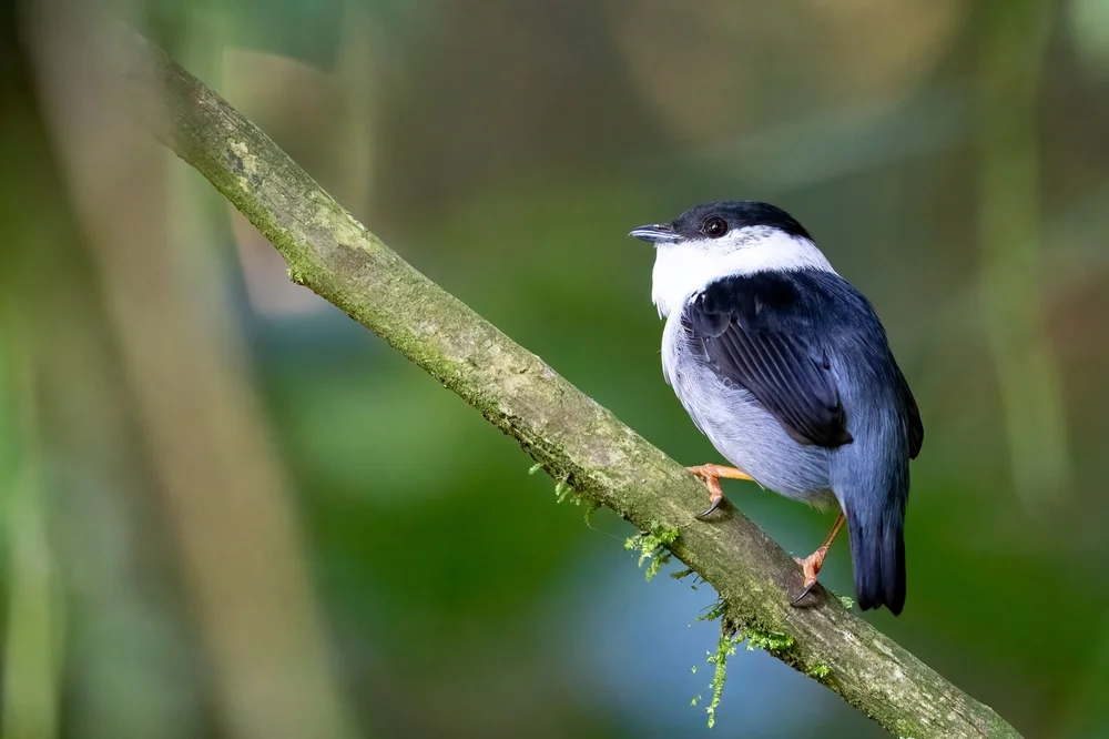 Weißrücken-Manakin (Corapipo leucorrhoa)