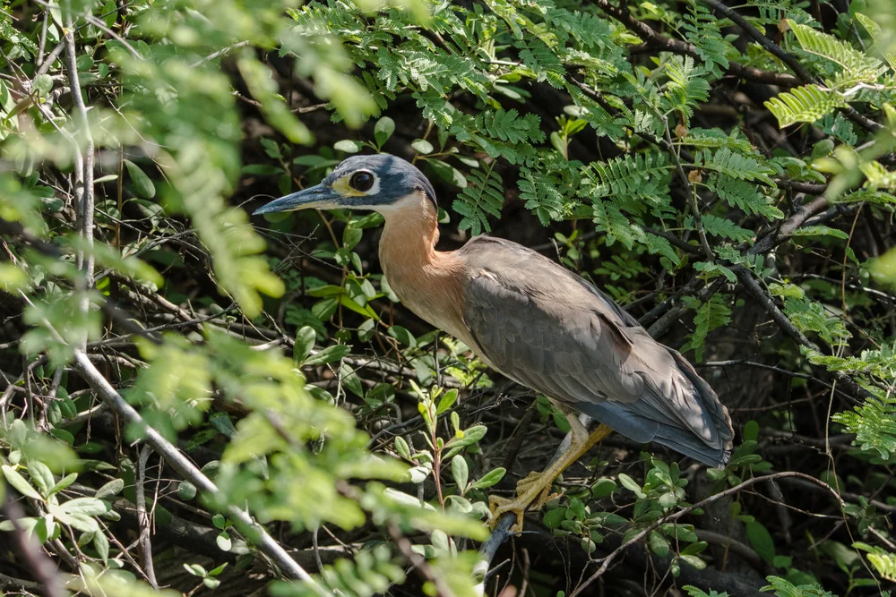 Weißrücken-Nachtreiher (Gorsachius leuconotus)