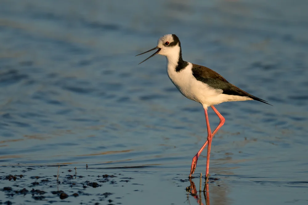 Weißrücken-Stelzenläufer (Himantopus melanurus)