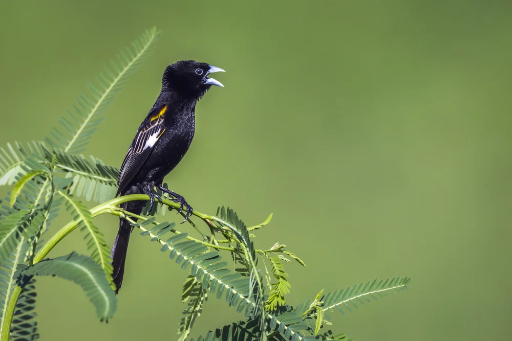 Weißrücken-Wida (Euplectes albonotatus)