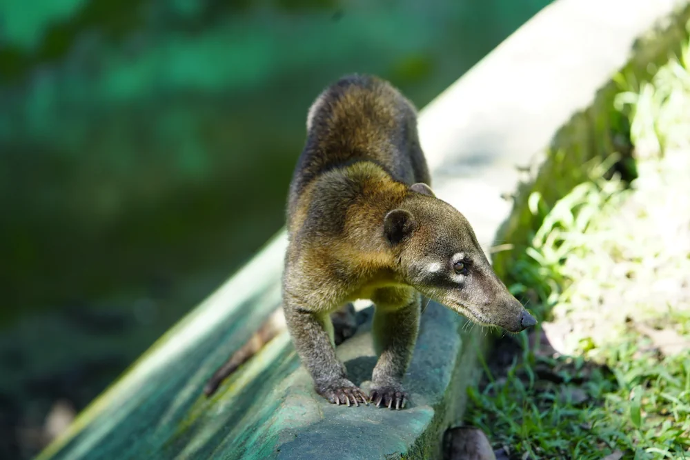 Weißrüsselnasenbär