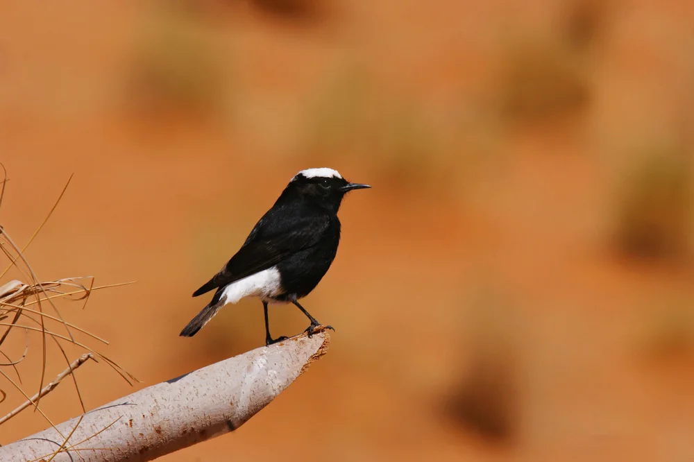 Weißrumpf-Steinschmätzer (Oenanthe leucopyga)