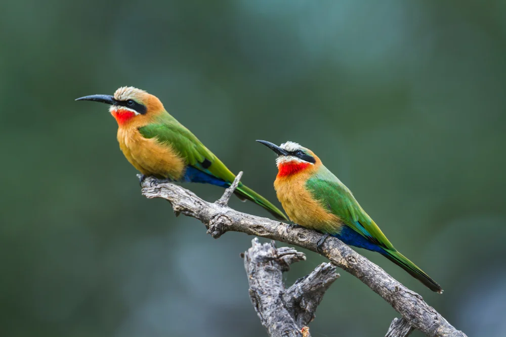 Weißscheitel-Schwalbe (Merops bullockoides)
