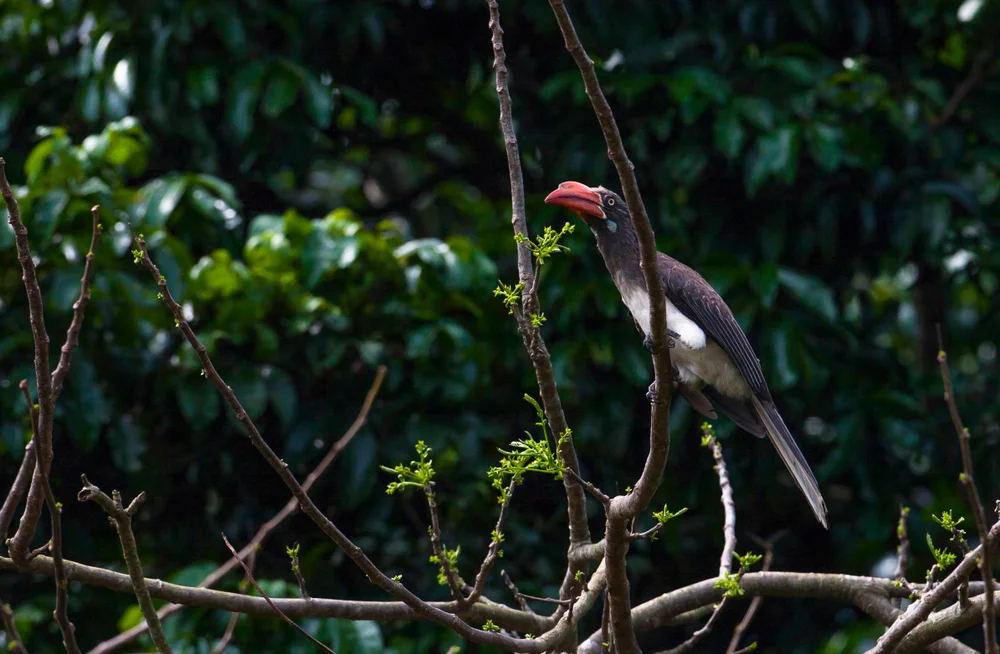 Weißscheitel-Toko (Tockus alboterminatus)