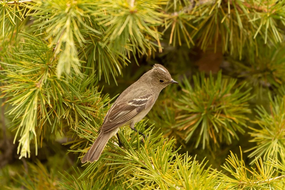 Weißscheitel-Tyrann (Elaenia albiceps)