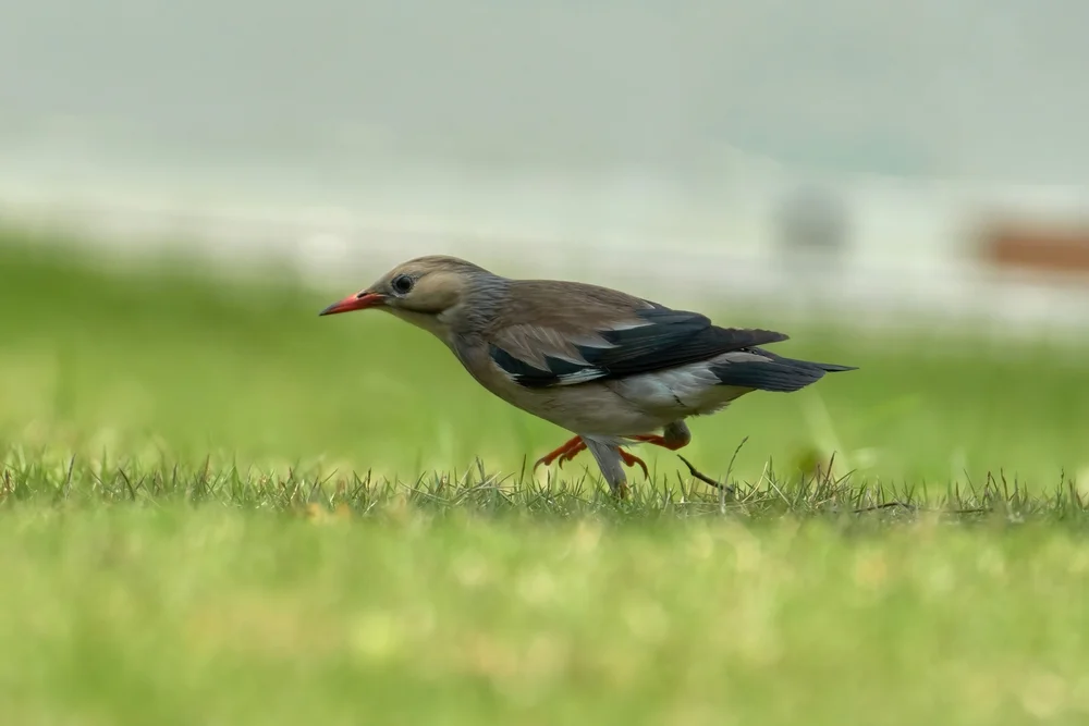 Weißschnabel-Stare (Onychognathus)