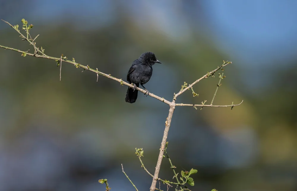 Weißschnabelwürger (Laniarius leucorhynchus)