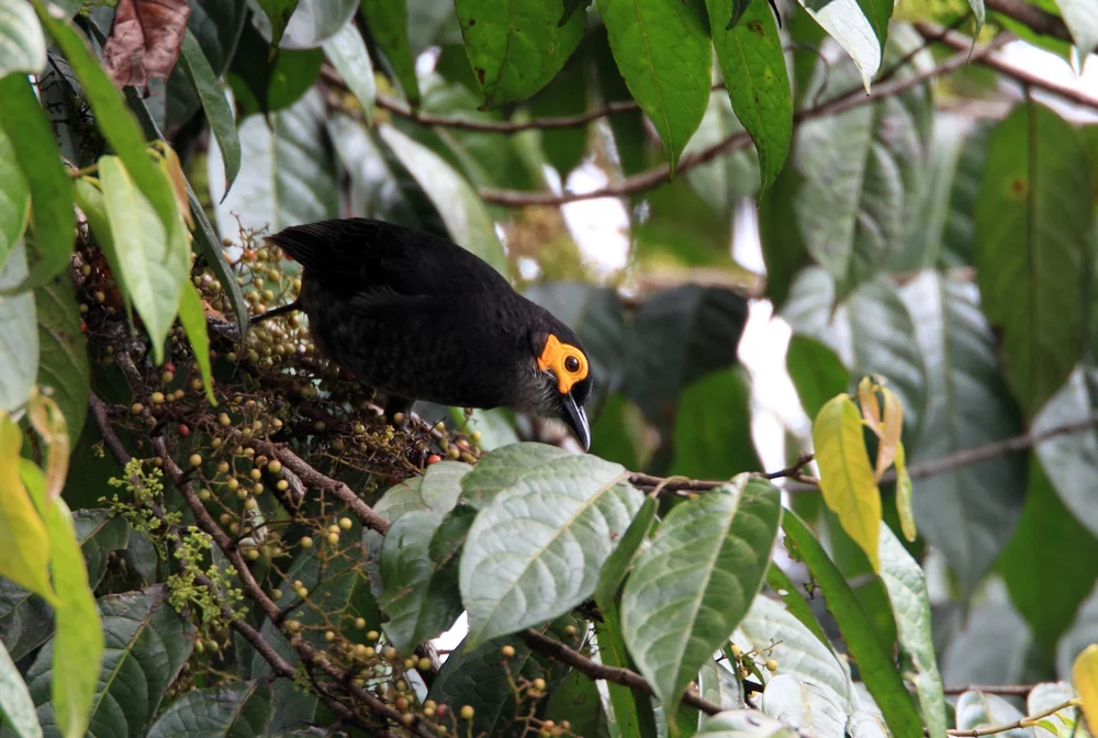 Weißschulter-Honigfresser (Melipotes carolae)