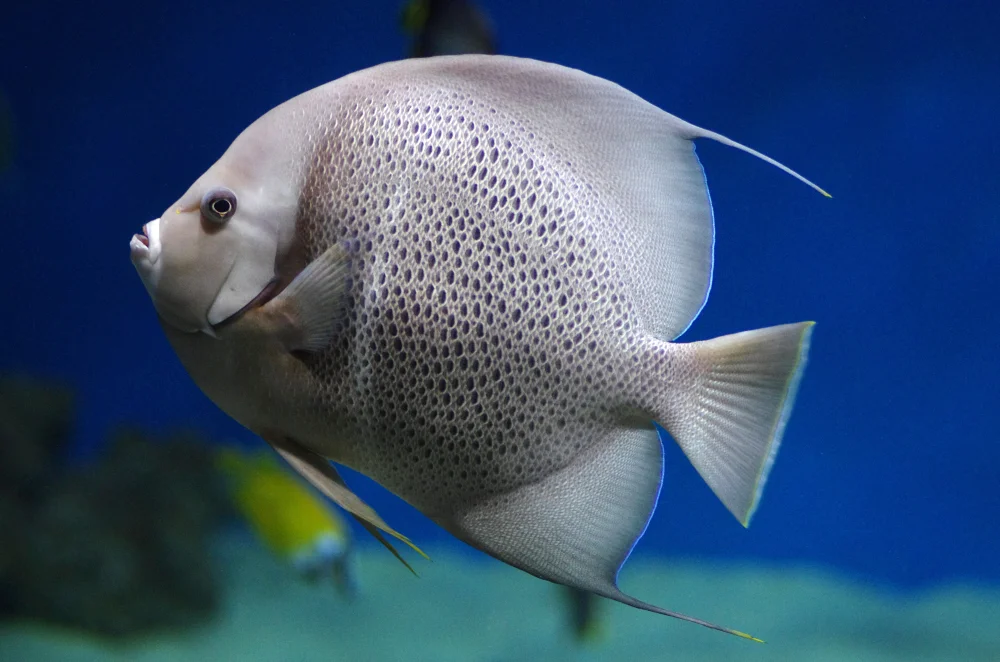 Weißschulter-Papageiamadine (Parma alboscapularis)