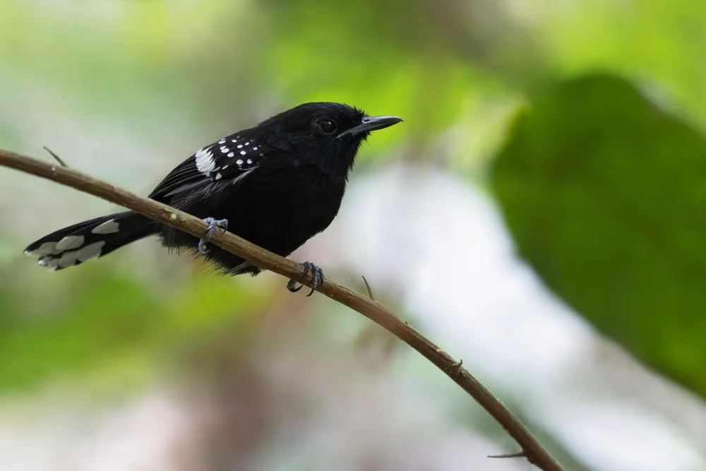 Weißschulter-Zwergameisenschlüpfer (Myrmotherula axillaris)