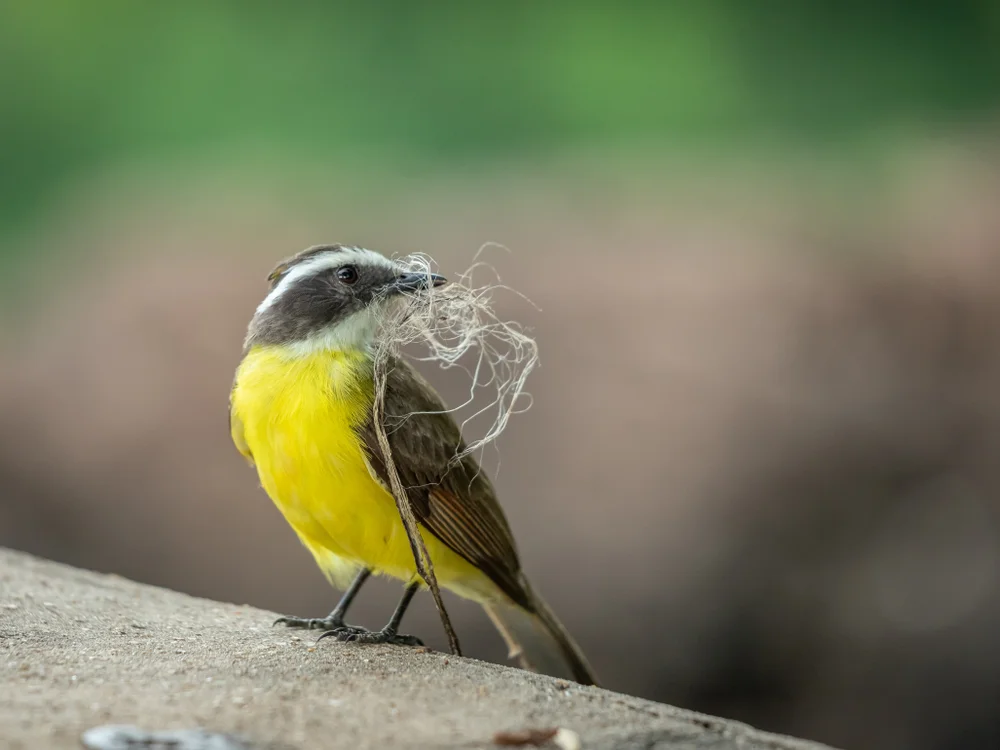 Weißschultertyrann (Myiozetetes cayanensis)