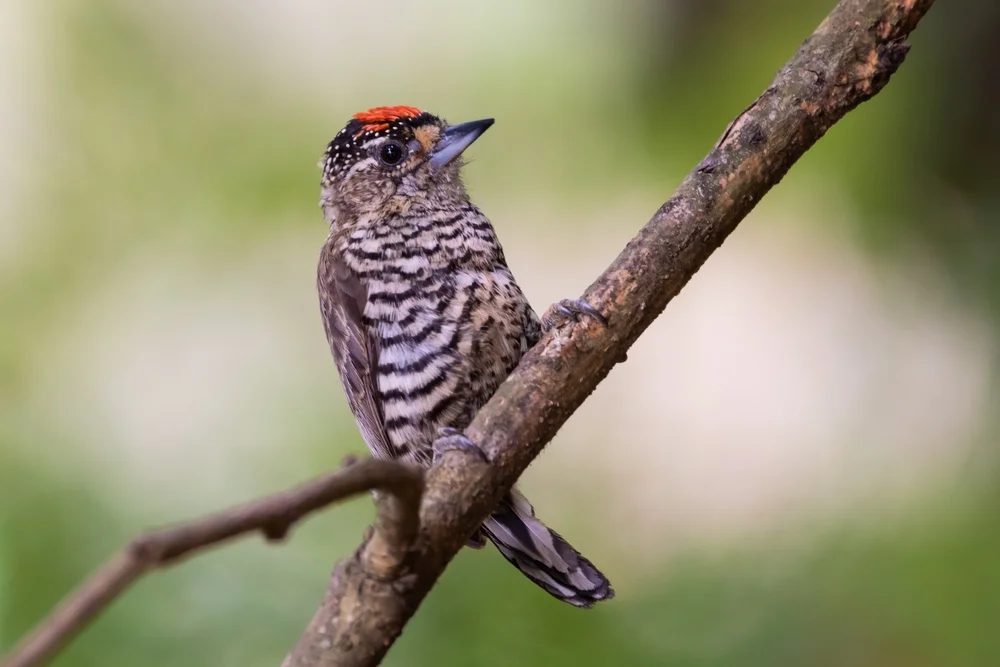 Weißschuppenspecht (Picumnus albosquamatus)