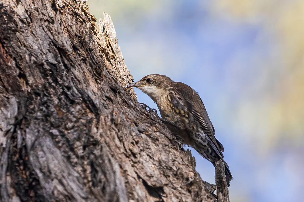 Weißschwanz-Baumläufer (Cormobates leucophaea)