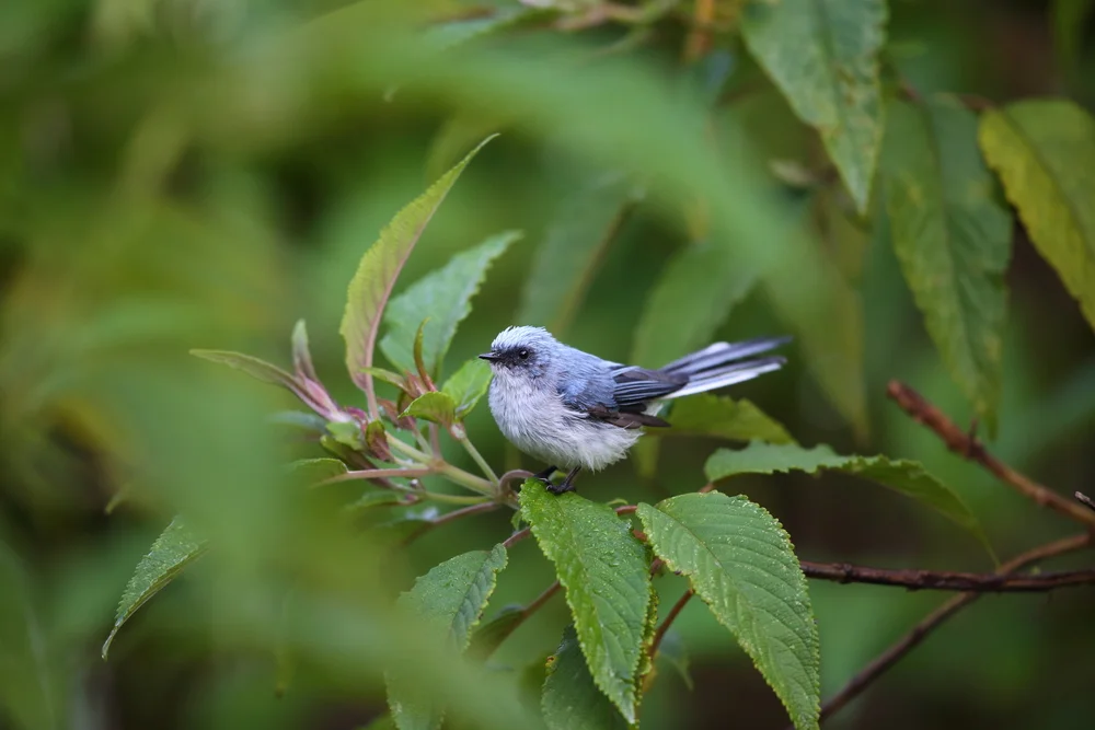 Weißschwanz-Fliegenschnäpper (Elminia albicauda)
