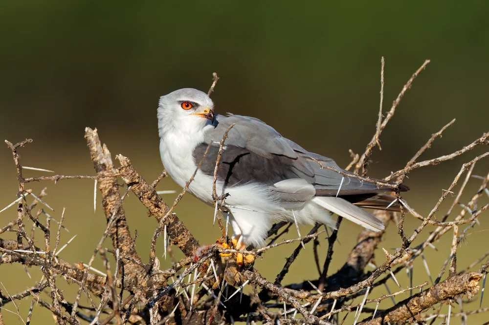 Weißschwanz-Milan (Elanus leucurus)