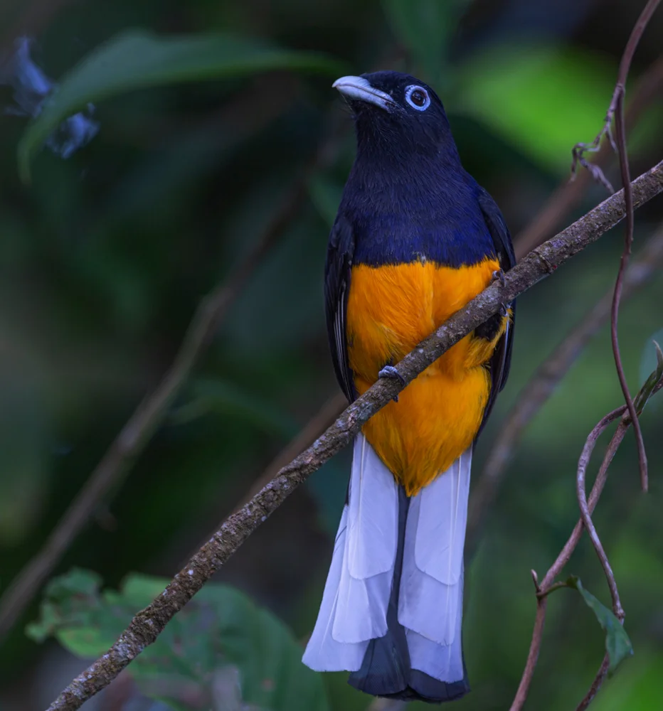 Weißschwanz-Quetzal (Trogon caligatus)