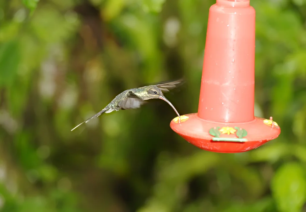 Weißschwanz-Schattenkolibri (Threnetes leucurus)