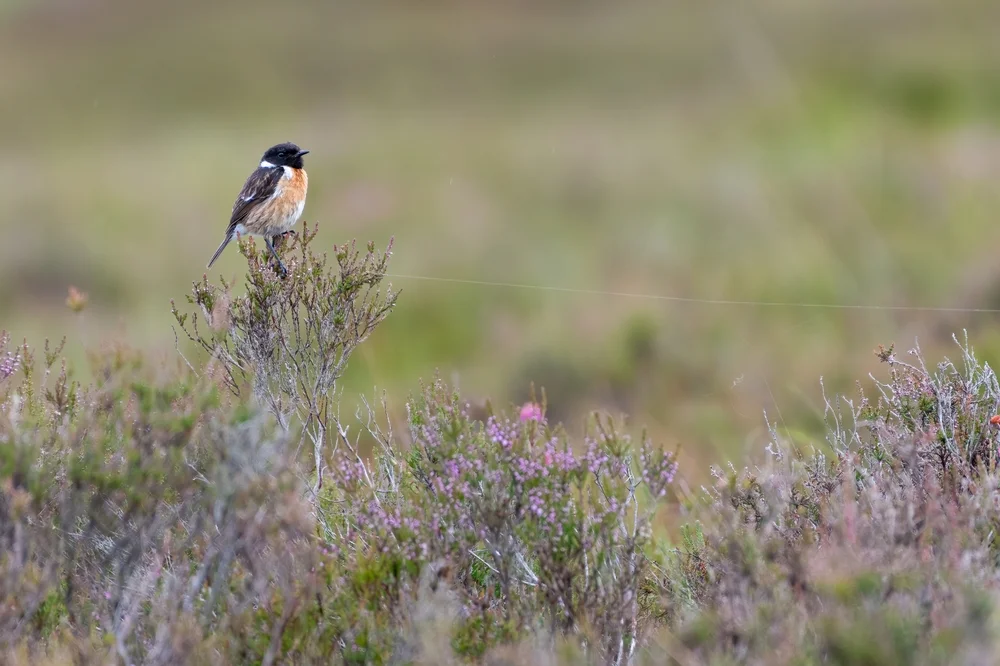 Weißschwanz-Steinschmätzer (Saxicola leucurus)