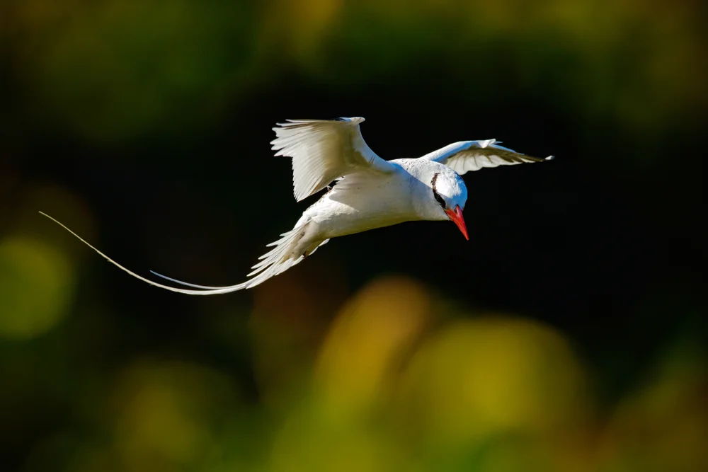 Weißschwanz-Tropikvogel (Phaethon lepturus)