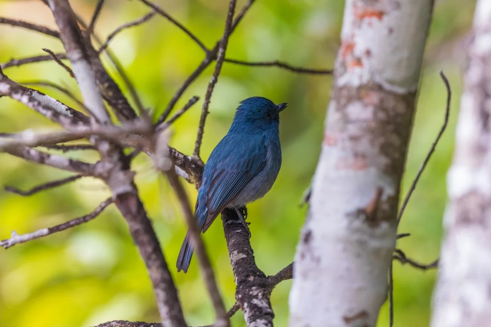 Weißschwanz-Zwergschnäpper (Eumyias albicaudatus)