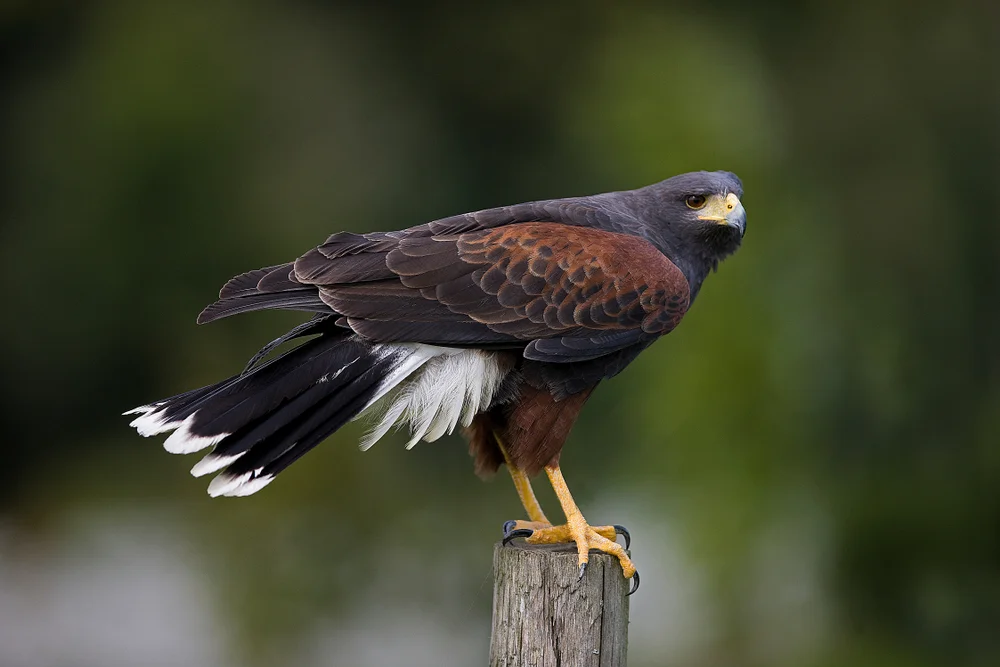 Weißschwanzbussard (Parabuteo leucorrhous)