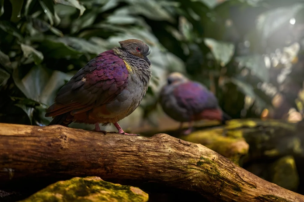 Weißstirn-Fruchttaube (Geotrygon leucometopia)