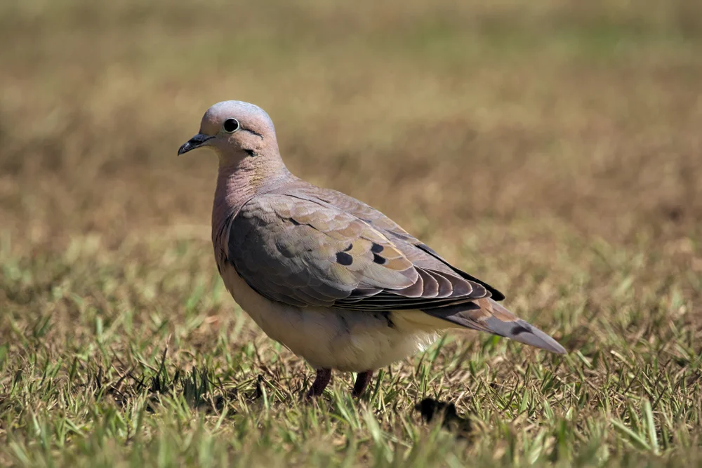 Weißstirn-Fruchttaube (Leptotila verreauxi)