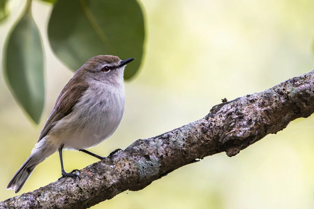 Weißstirn-Laubsänger (Gerygone albofrontata)