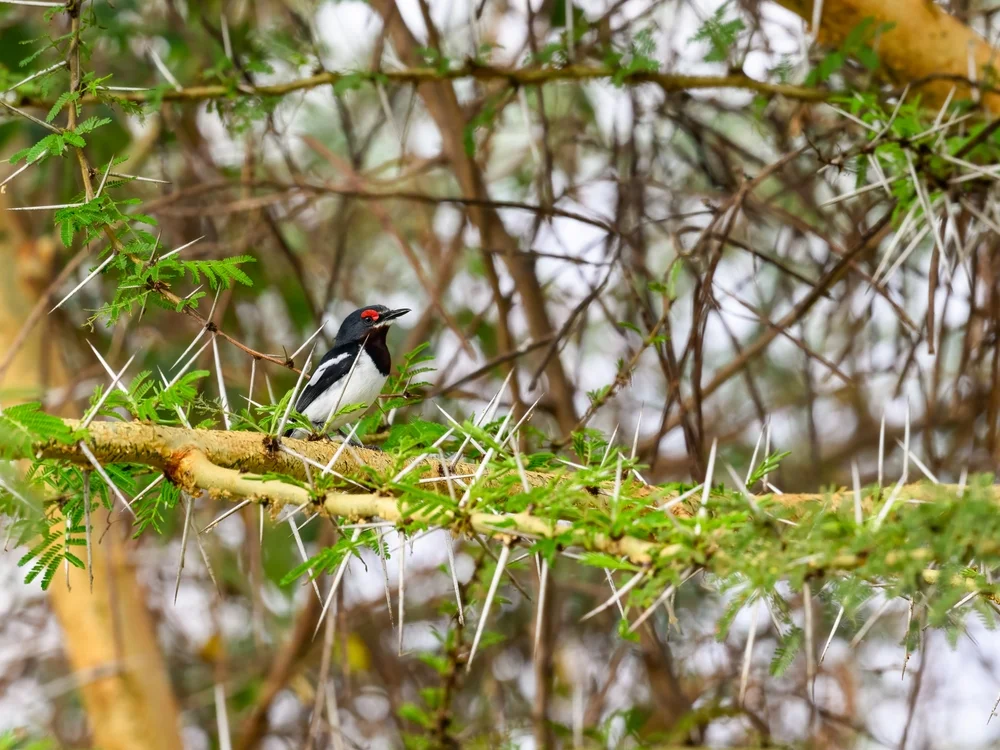 Weißstirn-Schmuckwürger (Platysteira albifrons)