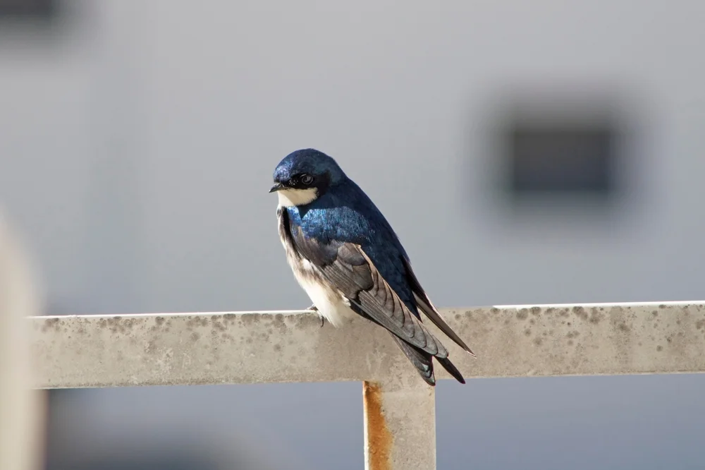 Weißstirn-Schwalbe (Tachycineta leucorrho)