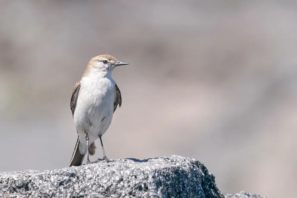 Weißstirn-Steinschmätzer (Muscisaxicola albifrons)