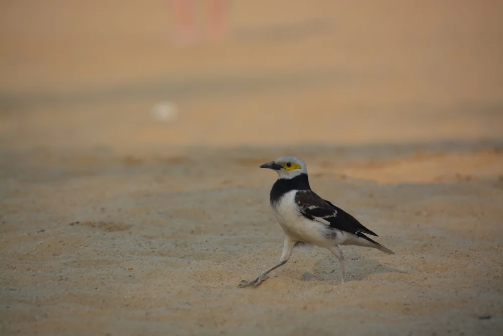 Weißstirnwürger (Sturnornis albofrontatus)