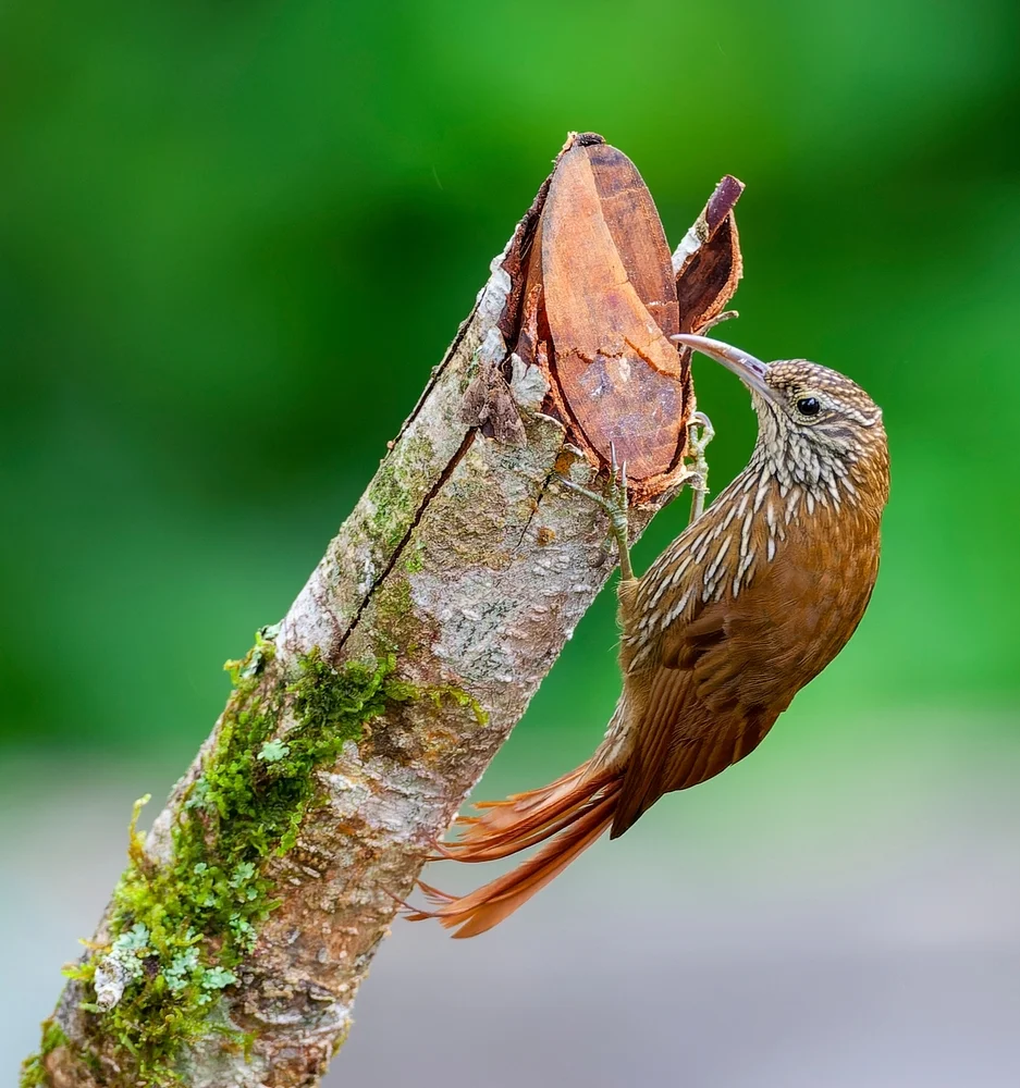 Weißstreifen-Baumschlüpfer (Lepidocolaptes albolineatus)