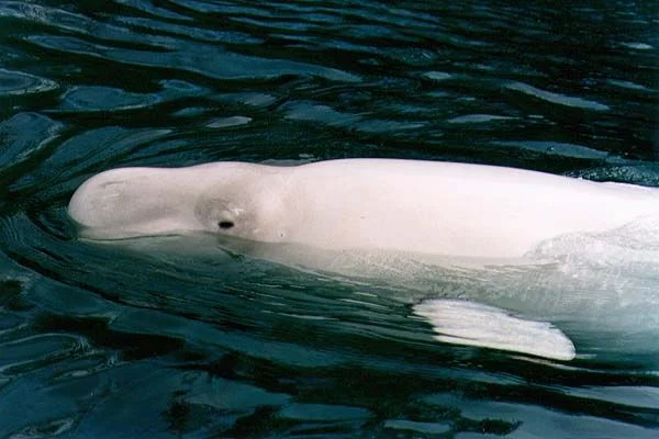 Beluga