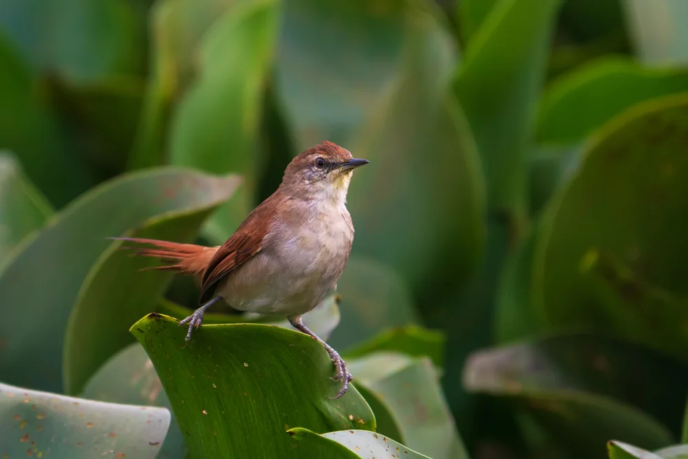 Weißwangen-Dornensteiger (Synallaxis albilora)