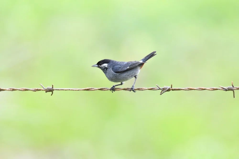 Weißwangen-Glanzvogel (Conirostrum leucogenys)