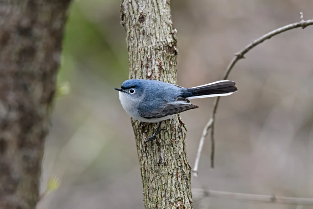 Weißwangen-Grasmücke (Poliocephalus rufopectus)