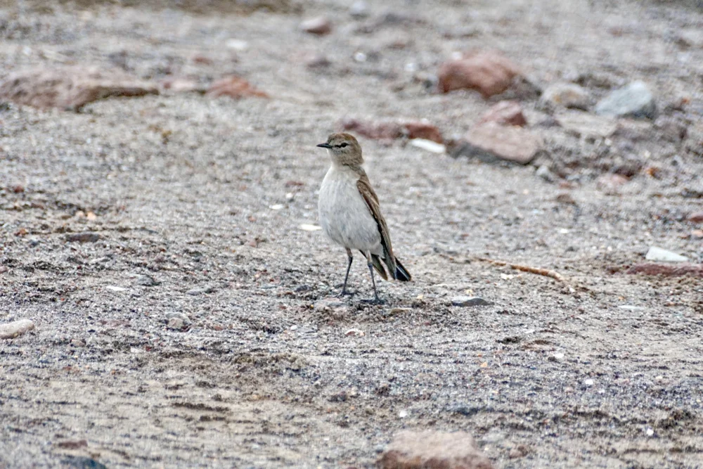 Weißwangen-Steinschmätzer (Muscisaxicola albilora)
