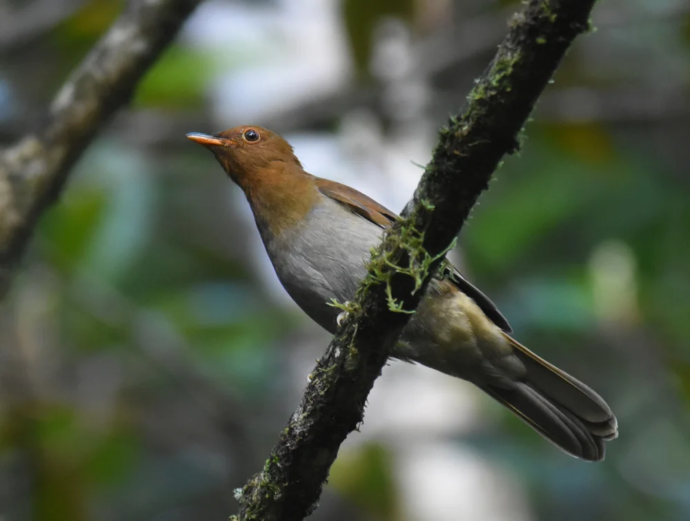 Weißwangen-Zwergspecht (Cichlopsis leucogenys)