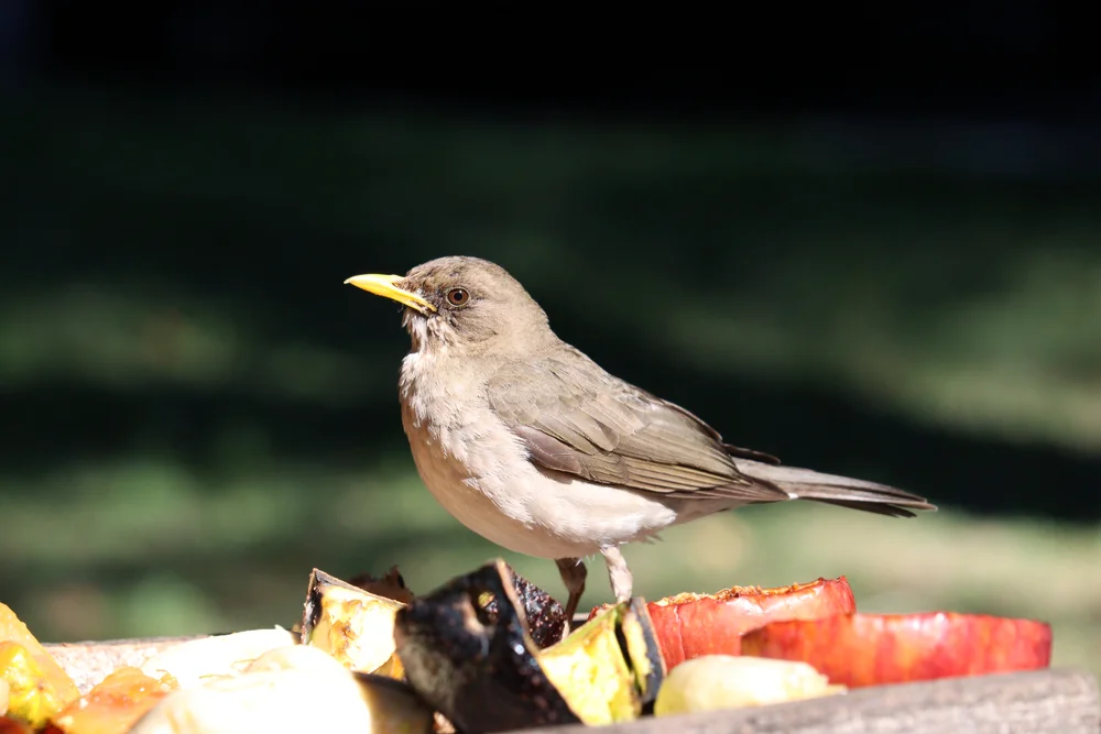 Weißwangendrossel (Turdus leuco melas)