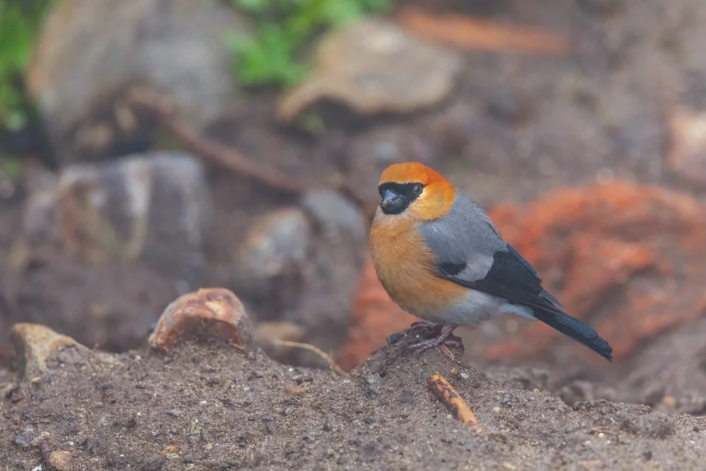 Weißwangengimpel (Pyrrhula erythrocephala)